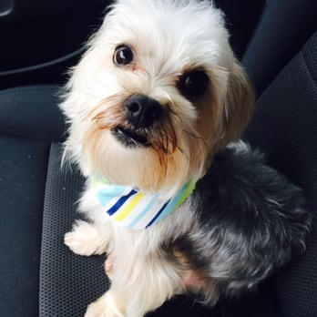 Lovely Cuts Pet Grooming - Pet Groomers Near Me - Deerfield Beach, Florida Lovely Cuts Pet Grooming - Pet Groomers Near Me - Deerfield Beach, Florida