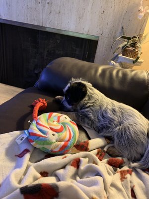 FRIENDS OF UPLAND ANIMAL SHELTER - 55 Photos &amp; 58 Reviews - 1275 San