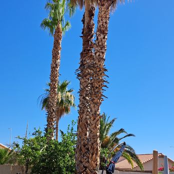 Joe Landscaping - a palm tree in the foreground - Landscaping Near Me Joe Landscaping - a palm tree in the foreground - Landscaping Near Me