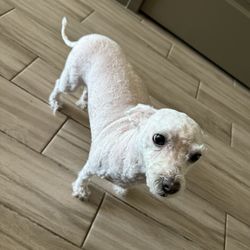 Puff & Fluff Grooming - Arcadia