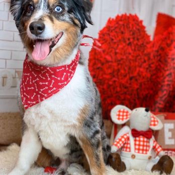 Woof! Here It Is! - Pet Groomers Near Me - Tampa, Florida Woof! Here It Is! - Pet Groomers Near Me - Tampa, Florida