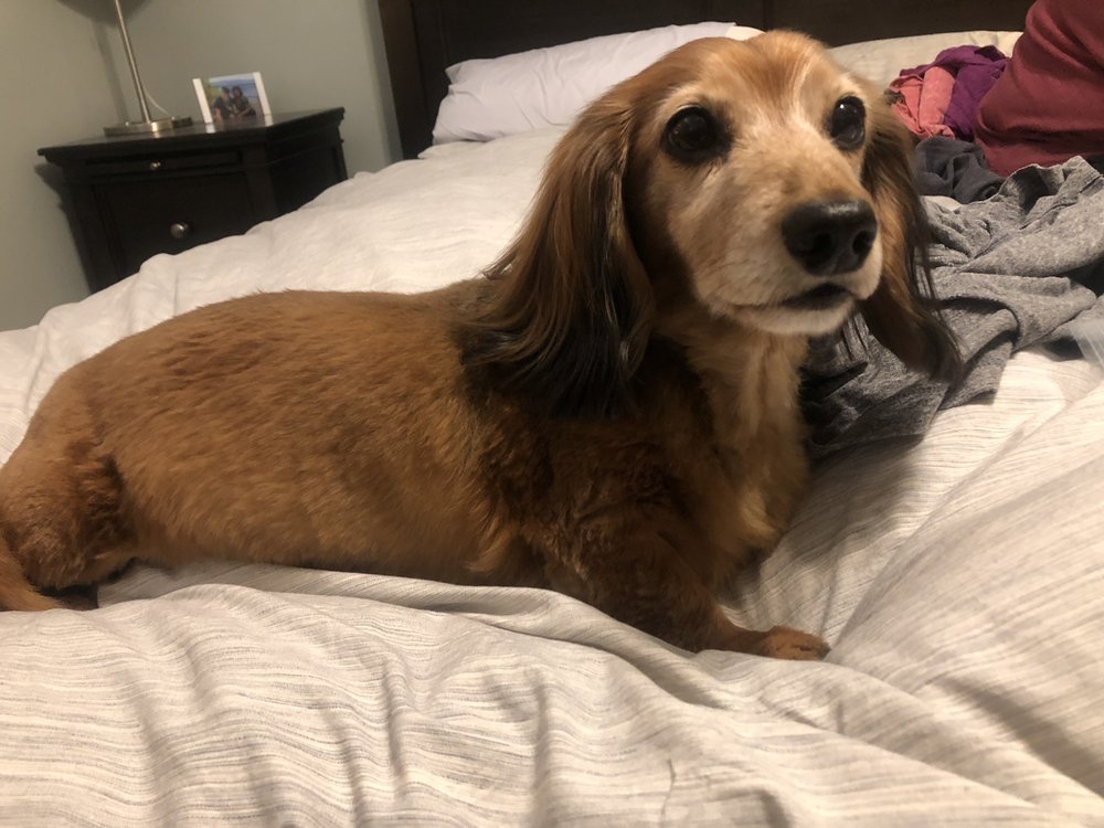 GROOVY GROOMING GALZ Updated October 2024 4536 W 8th St, Cincinnati, Ohio Pet Groomers