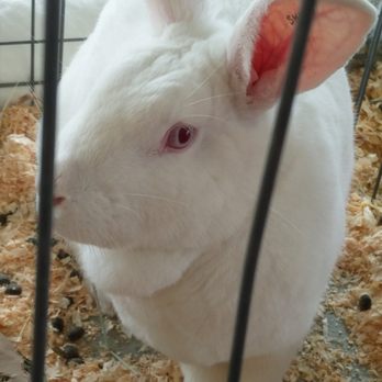 Bolton Fair - Festivals Near Me - Lancaster, Massachusetts