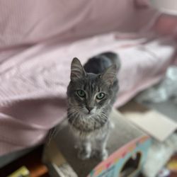 North Central Animal Shelter - Our cat settling into our home, she's perfect for our family