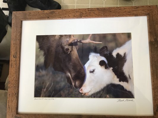 MARK PICARD WILDLIFE PHOTOGRAPHY - 58 Central St, Millinocket, Maine