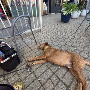 Waverly Stone - Exhausted Irish Terrier on pet-friendly patio - Mediterranean Near Me - Holland, Michigan Waverly Stone - Exhausted Irish Terrier on pet-friendly patio - Mediterranean Near Me - Holland, Michigan