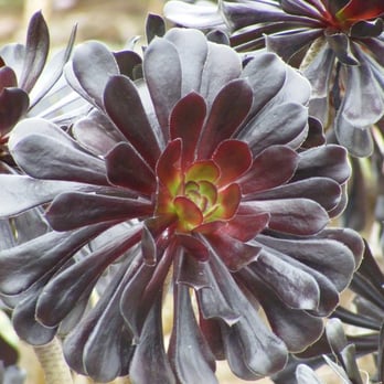 Ali'i Kula Lavender - Exotic Plant - Tours Near Me - Kula, Hawaii Ali'i Kula Lavender - Exotic Plant - Tours Near Me - Kula, Hawaii
