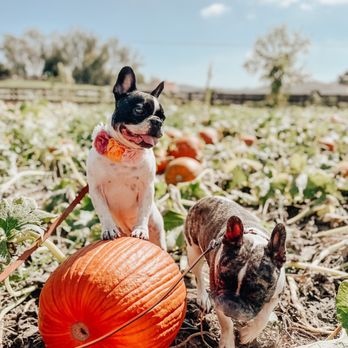 Bates Nut Farm - Dog friendly! - Specialty Food Near Me - Valley Center, California Bates Nut Farm - Dog friendly! - Specialty Food Near Me - Valley Center, California
