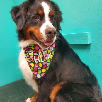 Dirty Dog Spa - Bernie - Pet Groomers Near Me - Sioux Falls, South Dakota