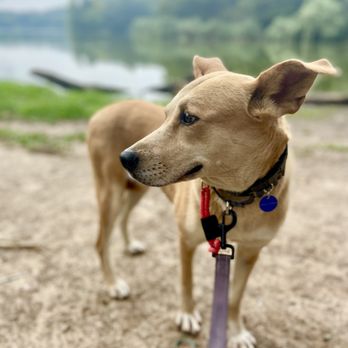 Korean K9 Rescue - Our first foster, Pure. - Animal Shelters Near Me - Astoria, New York