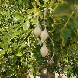 Unsafe mountain laurel trees inside of the dog park!! Very toxic to dogs Unsafe mountain laurel trees inside of the dog park!! Very toxic to dogs