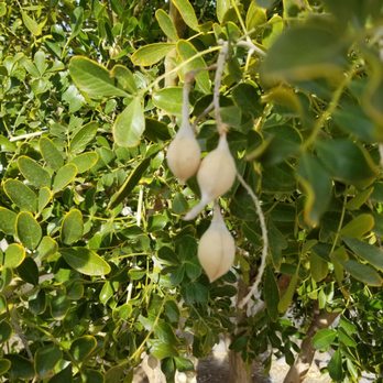 Arroyo Grande Sports Complex - Unsafe mountain laurel trees inside of the dog park!! Very toxic to dogs - Parks Near Me - Henderson, Nevada Arroyo Grande Sports Complex - Unsafe mountain laurel trees inside of the dog park!! Very toxic to dogs - Parks Near Me - Henderson, Nevada