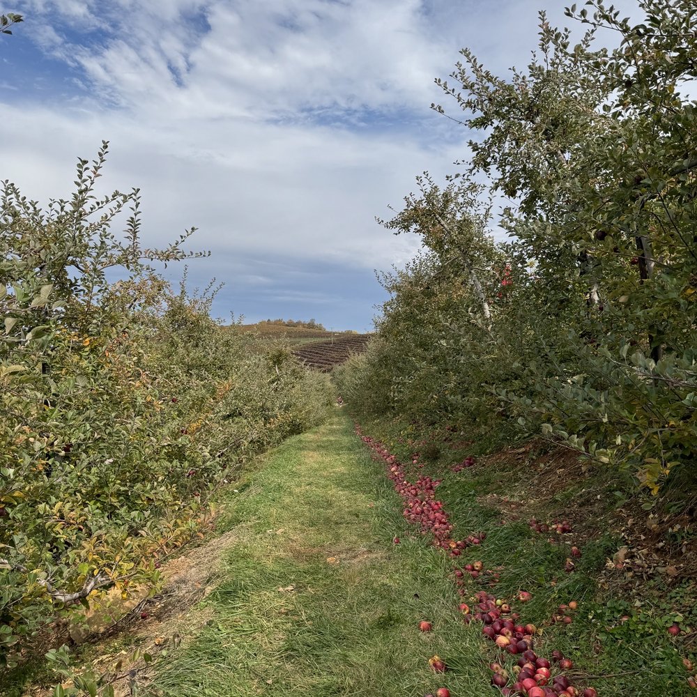Carter Mountain Orchard - Apples to pick - Pick Your Own Farms Near Me - Charlottesville, Virginia Carter Mountain Orchard - Apples to pick - Pick Your Own Farms Near Me - Charlottesville, Virginia