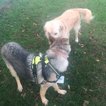 Rotary Dog Park - Rotary dog park - Dog Parks Near Me Rotary Dog Park - Rotary dog park - Dog Parks Near Me