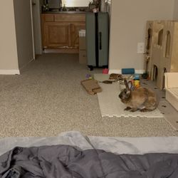 Louisiana State University Veterinary Teaching Hospital - Rabbit