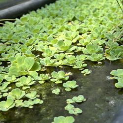Daniel's Farm & Greenhouse - Pond plants!