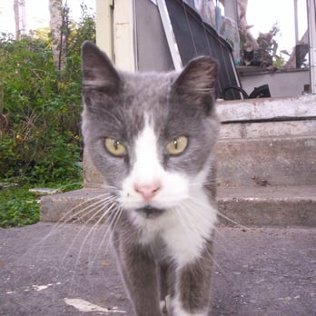 HUMANE SOCIETY OF MANATEE COUNTY - Updated January 2025 - 12 Reviews (3