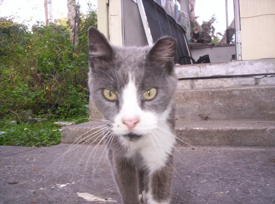 HUMANE SOCIETY OF MANATEE COUNTY - Updated January 2025 - 12 Reviews