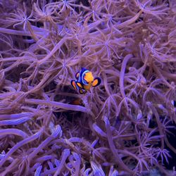 Daytona Aquarium