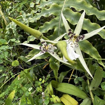 Ritter Tropic 1 Orchids - Oncidium - Nurseries & Gardening Near Me - Kissimmee, Florida
