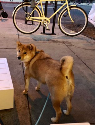 Lucky's Pet Care by null