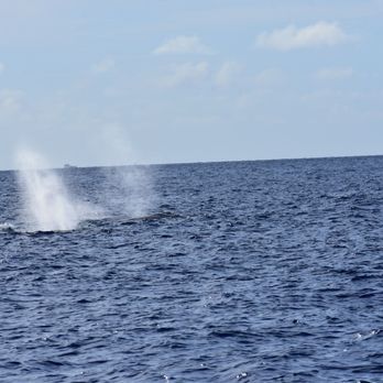 Quicksilver Charters - Blow holes - Snorkeling Near Me - Wailuku, Hawaii Quicksilver Charters - Blow holes - Snorkeling Near Me - Wailuku, Hawaii