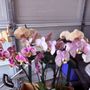 Formosa Orchid Nursery