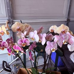 Formosa Orchid Nursery