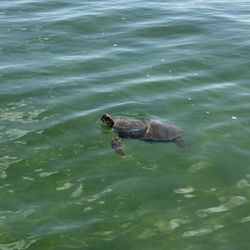 Good Jibez Only Boat Tours - Green Sea Turtle.