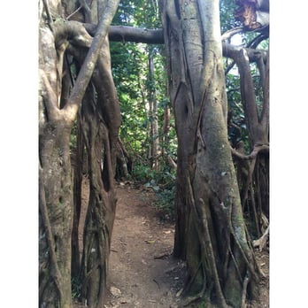 Kuliouou Ridge Trail - See this tree door & you're near the stairs! Keep going. - Hiking Near Me - Honolulu, Hawaii Kuliouou Ridge Trail - See this tree door & you're near the stairs! Keep going. - Hiking Near Me - Honolulu, Hawaii