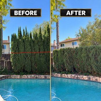 C&C Tree Solutions - We reduced and shaped this row of cypress trees to the customer's desired height, creating a cleaner appearance while opening up the backyar - Tree Services Near Me C&C Tree Solutions - We reduced and shaped this row of cypress trees to the customer's desired height, creating a cleaner appearance while opening up the backyar - Tree Services Near Me