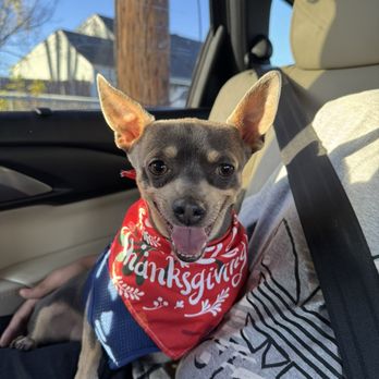 Groomingwles - Nails Trim - Pet Groomers Near Me