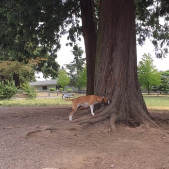 David Gray Park - Off Leash Enclosure - Dog Parks Near Me - Burnaby, British Columbia