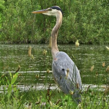 Oakwood Cemetery - A beautiful Great Blue Heron in one of the several ponds in this cemetery. - Funeral Services & Cemeteries Near Me - Troy, New York Oakwood Cemetery - A beautiful Great Blue Heron in one of the several ponds in this cemetery. - Funeral Services & Cemeteries Near Me - Troy, New York