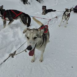Kingmik Dog Sled Tours - Rob took a great picture of Banjo?