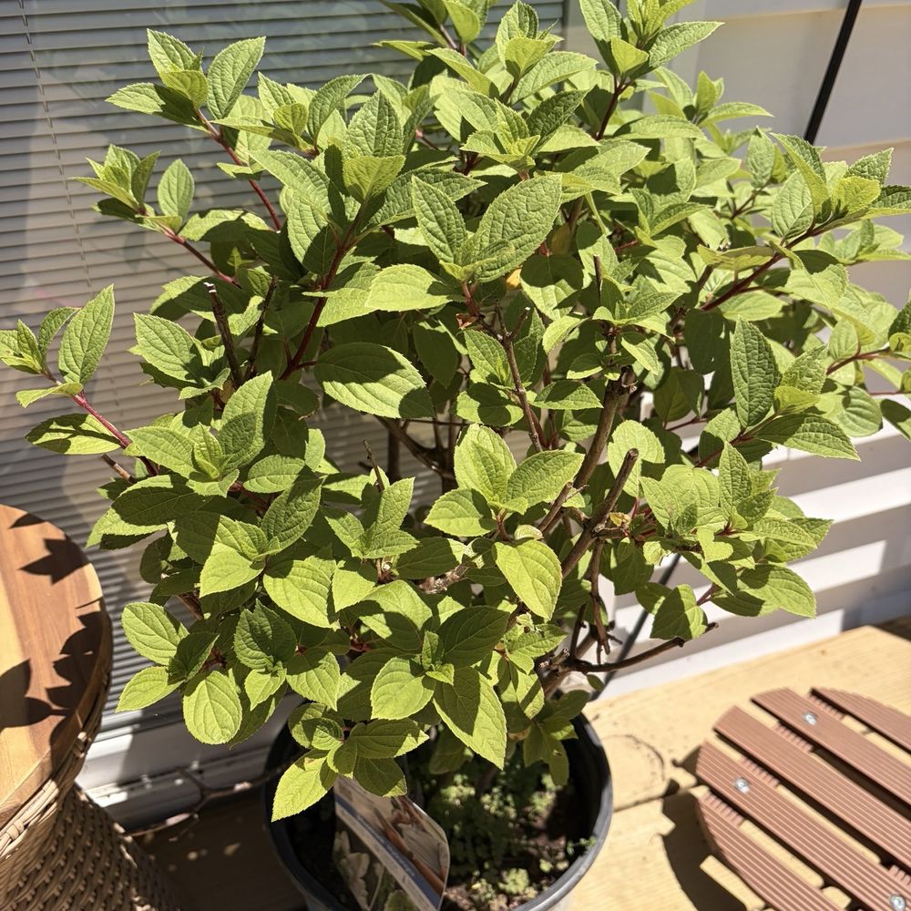 Stratton's Landscaping & Mini Storage - A moon rock white flower bush - Landscaping Near Me - Adrian, Michigan Stratton's Landscaping & Mini Storage - A moon rock white flower bush - Landscaping Near Me - Adrian, Michigan