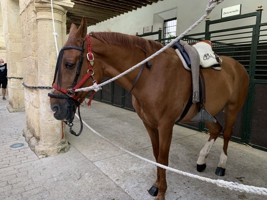 Caballerizas Reales by null