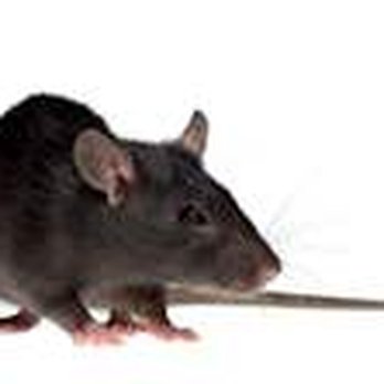 Delaware County Animal Control - Rats to bite but that is no reason to kill them call us so we can remove them peacefully - Wildlife Control Near Me - Darby, Pennsylvania
