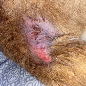 Discount Pets - Skin irritation from not washing the soap off thoroughly - Pet Groomers Near Me - Anaheim, California
