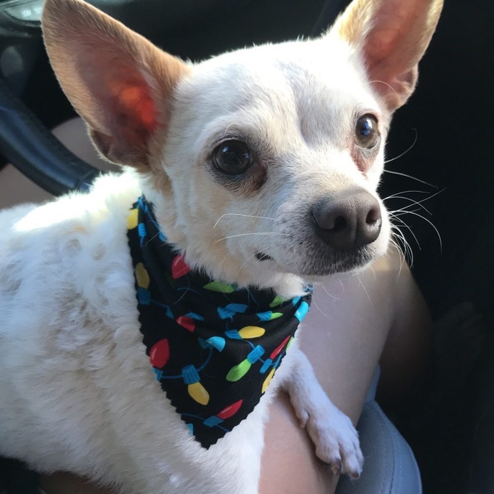 Petco - Pet Training Near Me - Port Orange, Florida Petco - Pet Training Near Me - Port Orange, Florida