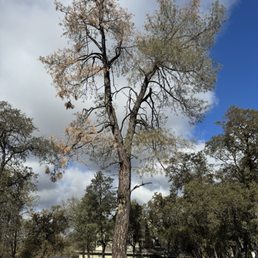 The pine tree that needed to be removed.