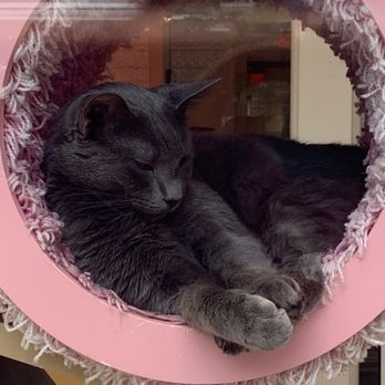 Cat Colloquium - Cat - Community Service/Non-Profit Near Me - Chestertown, Maryland