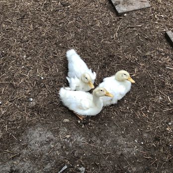 Rose and Grace Mini Farm - Day Camps Near Me - Austin, Texas