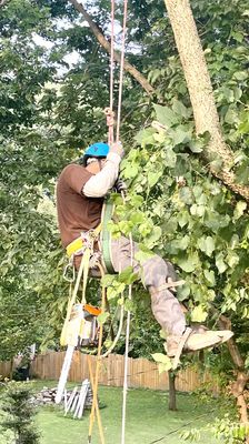 Tree Services and Emergency Services - We'll go out on a limb for you! We are a company that is honest, dependable, and efficient. We work with residential and commercial properties, meaning no job is too big or too small. Contact us today at (317) 519-4730 and we will get to you A.S.A.P. Tree Services and Emergency Services - We'll go out on a limb for you! We are a company that is honest, dependable, and efficient. We work with residential and commercial properties, meaning no job is too big or too small. Contact us today at (317) 519-4730 and we will get to you A.S.A.P.