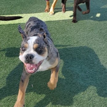 Hope Dog Training - Pet Training Near Me - Norco, California