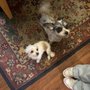 Photo of Pink Poodle Pet Grooming