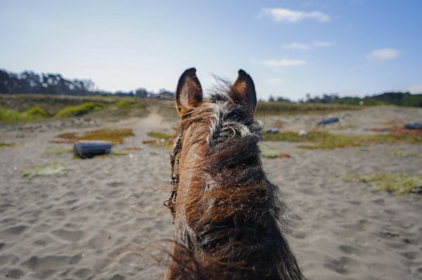 RICOCHET RIDGE RANCH - 161 Photos & 169 Reviews - 24201 N Hwy 1, Fort ...