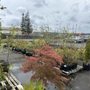 Photo of Marshall's Garden & Pet