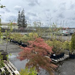 Marshall's Garden & Pet - Outdoor plant selection