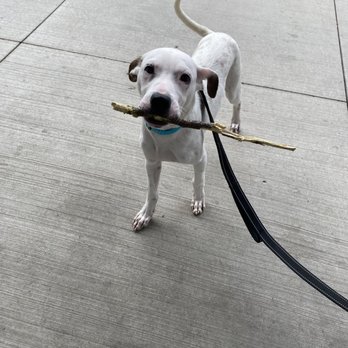 Felines & Canines - This stick is almost as big as him. - Animal Shelters Near Me - Chicago, Illinois